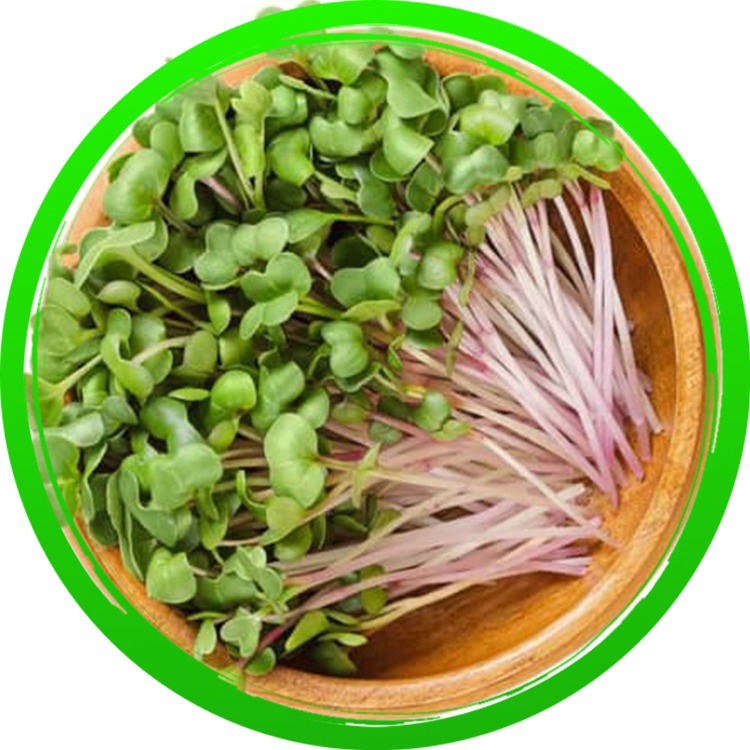 Microgreen Seeds