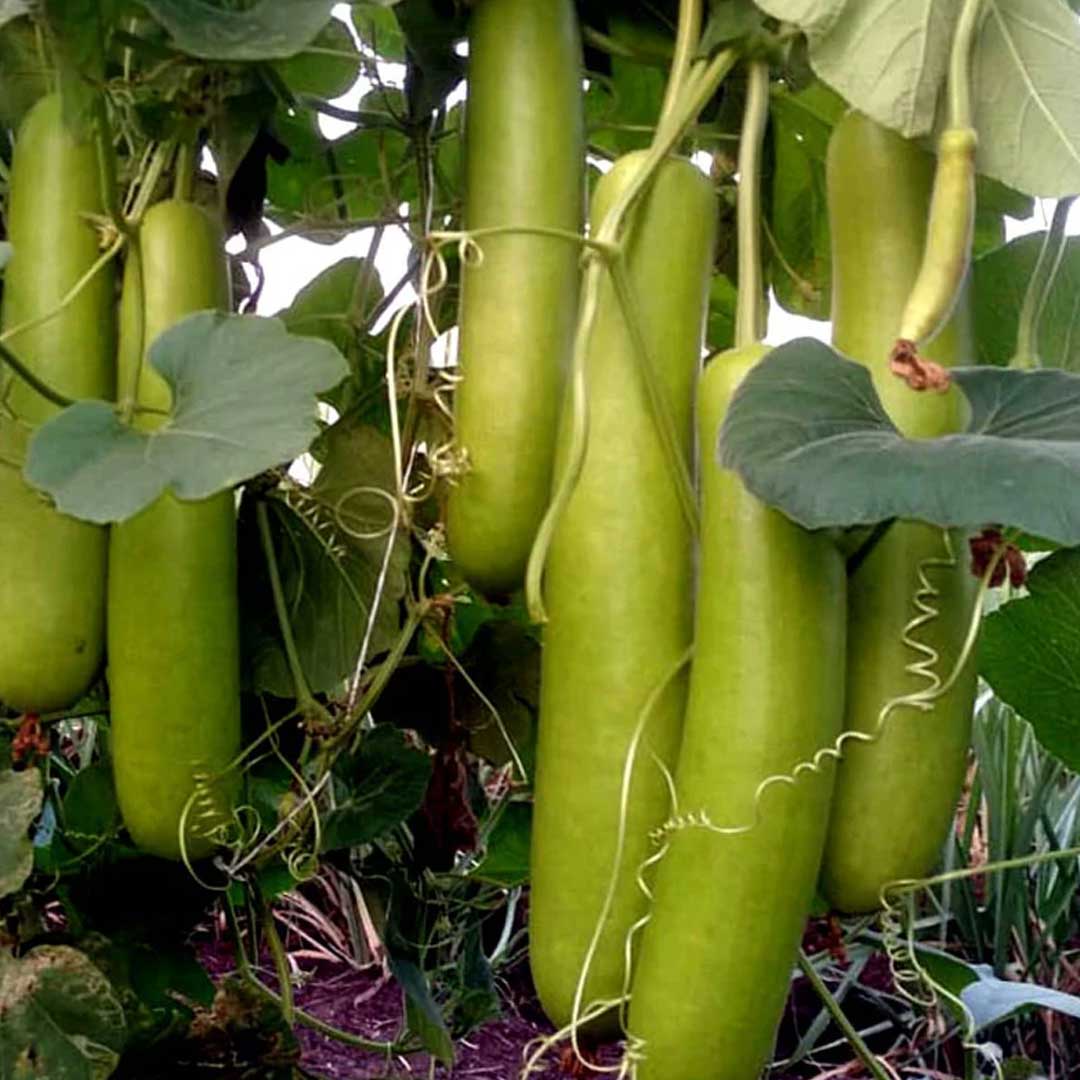 Bottle Gourd Long F1 Hybrid Seeds
