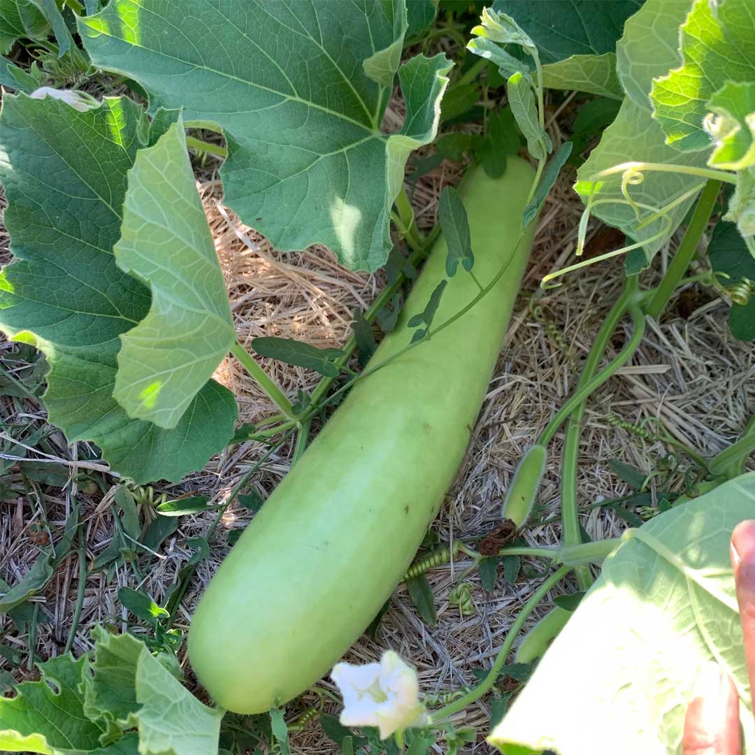 Bottle Gourd Long F1 Hybrid Seeds