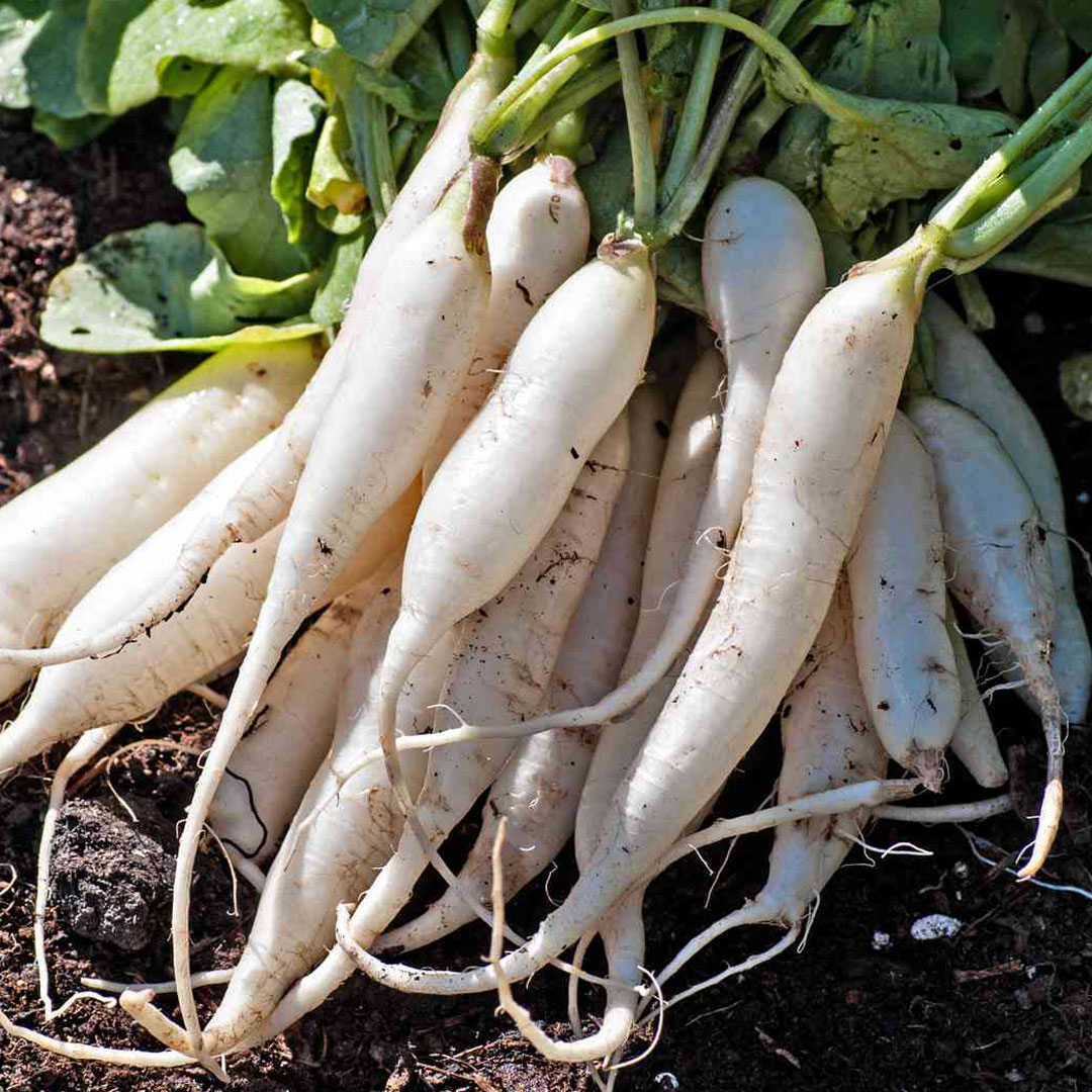 Radish White Long Hybrid F1 Seeds 