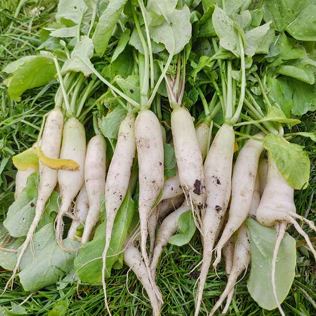 Radish White Long Hybrid F1 Seeds 