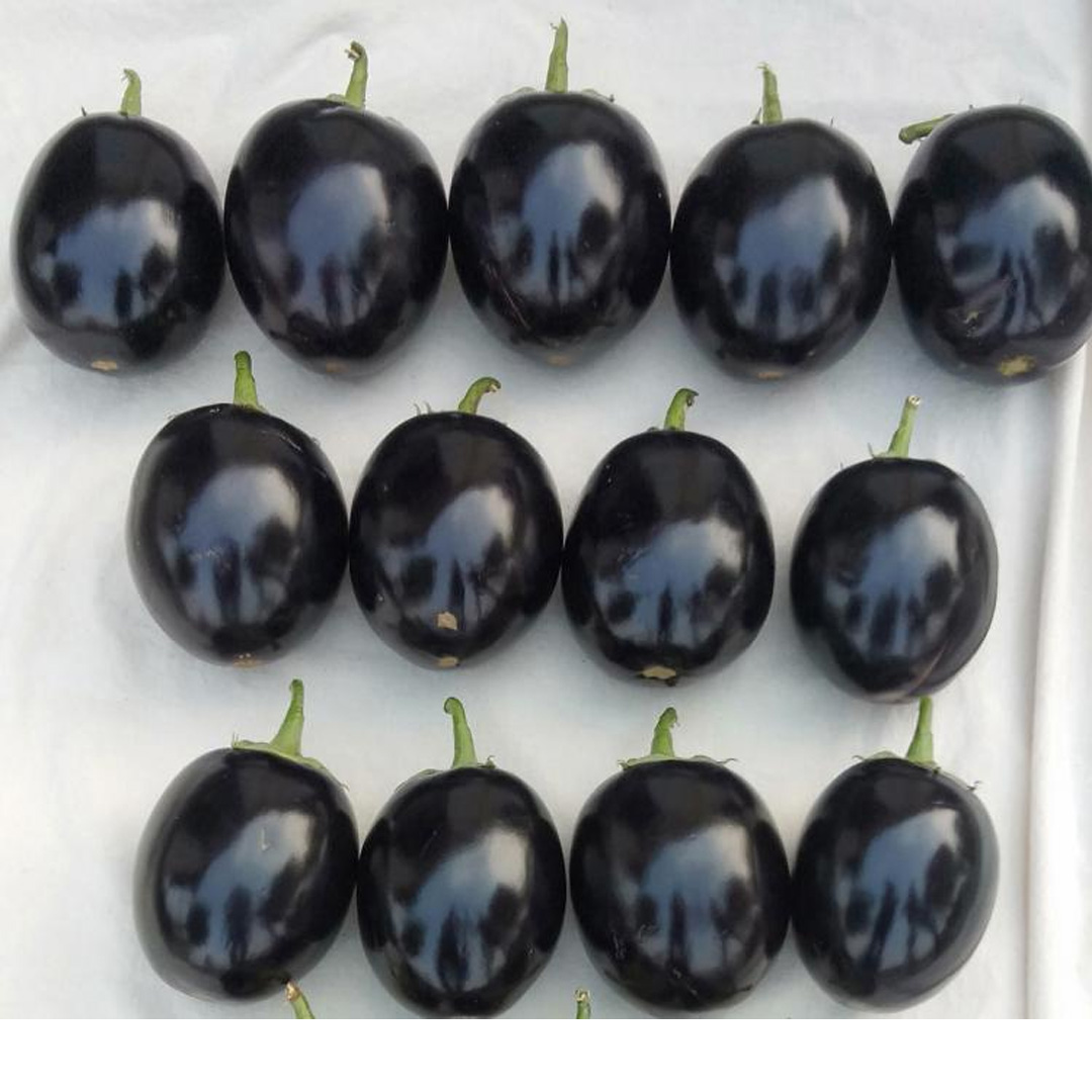 Brinjal Black Eggplant Hybrid F1 Seeds