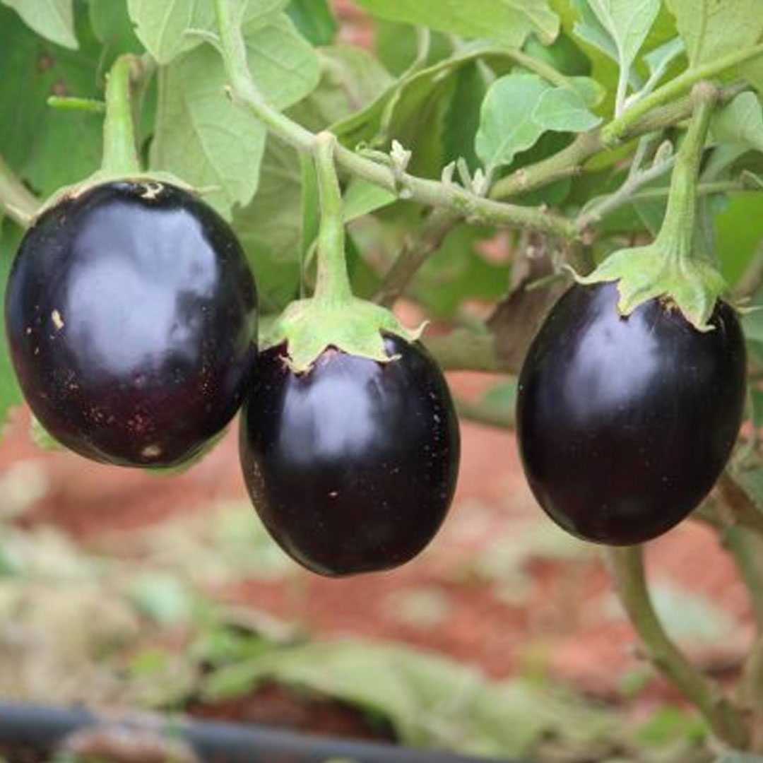 Brinjal Black Eggplant Hybrid F1 Seeds