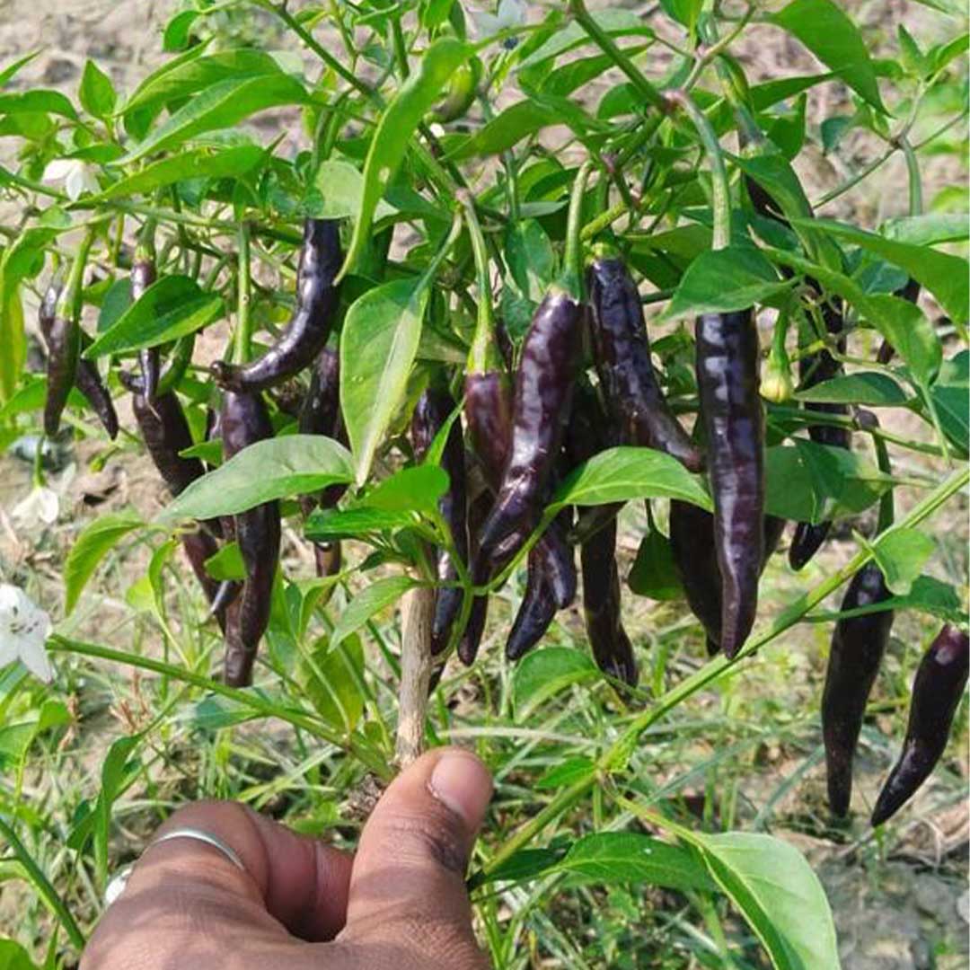Purple Long Hybrid F1 Chilli Hot Pepper Seeds