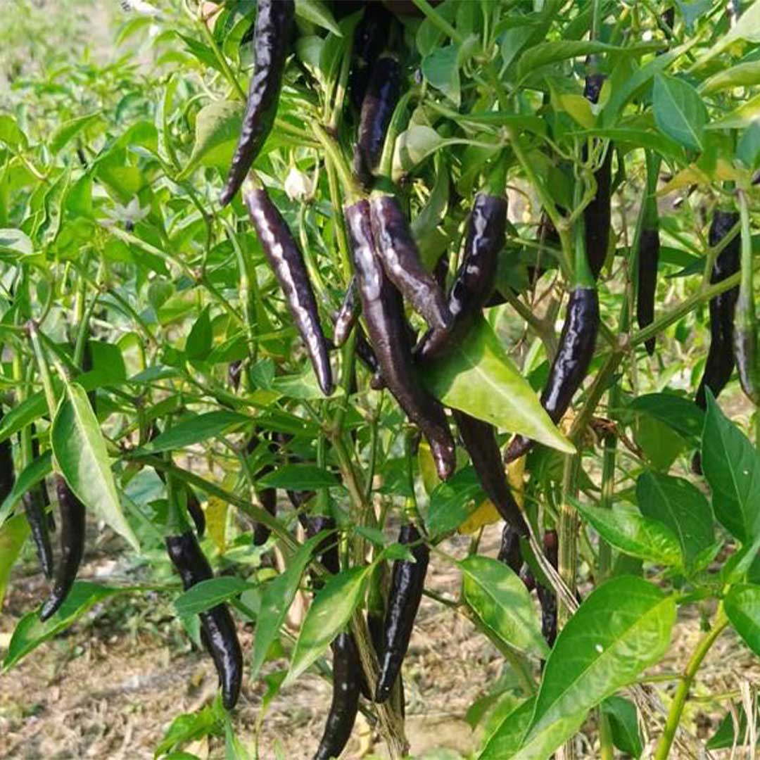 Purple Long Hybrid F1 Chilli Hot Pepper Seeds