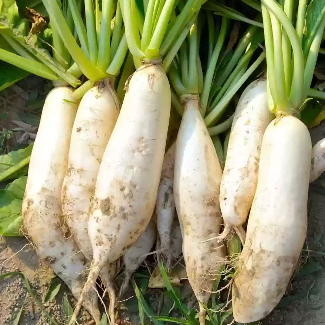 Radish White Hybrid F1 Seeds