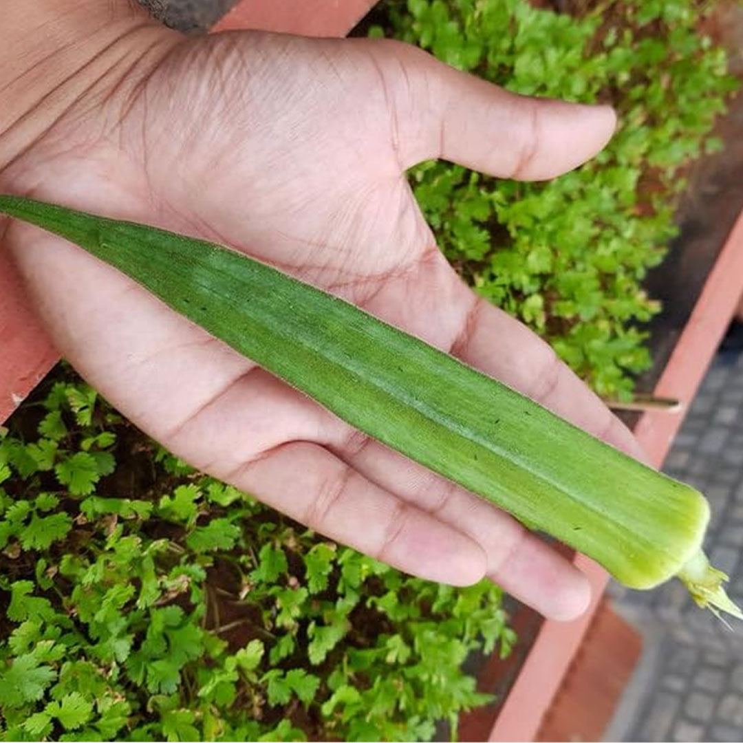 Ladies Finger BHINDI Hybrid F1 Seeds