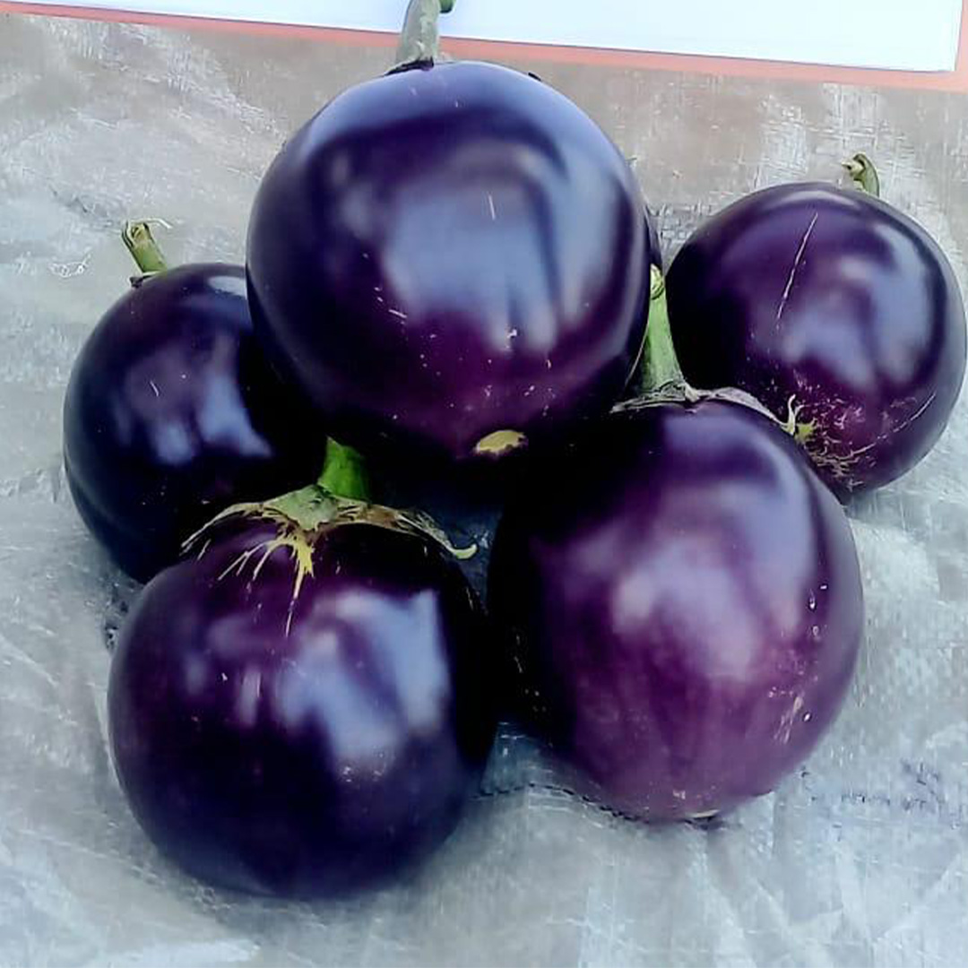 Brinjal Purple Round Hybrid F1 Seeds