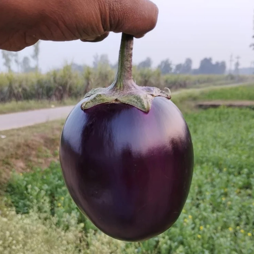 Brinjal Purple Round Hybrid F1 Seeds