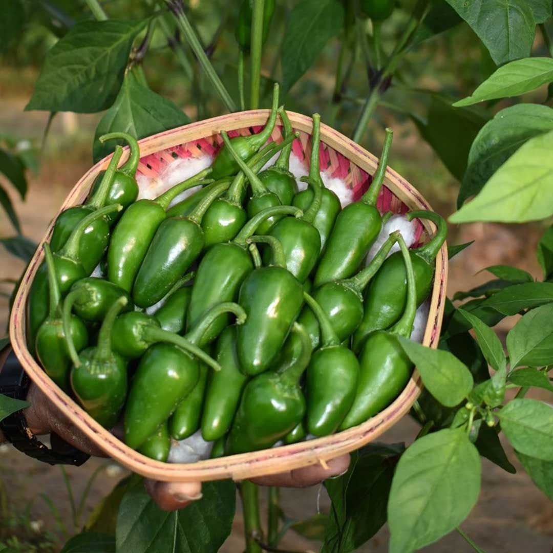 Hot Pepper Bullet F1 Hybrid Chilli Seeds