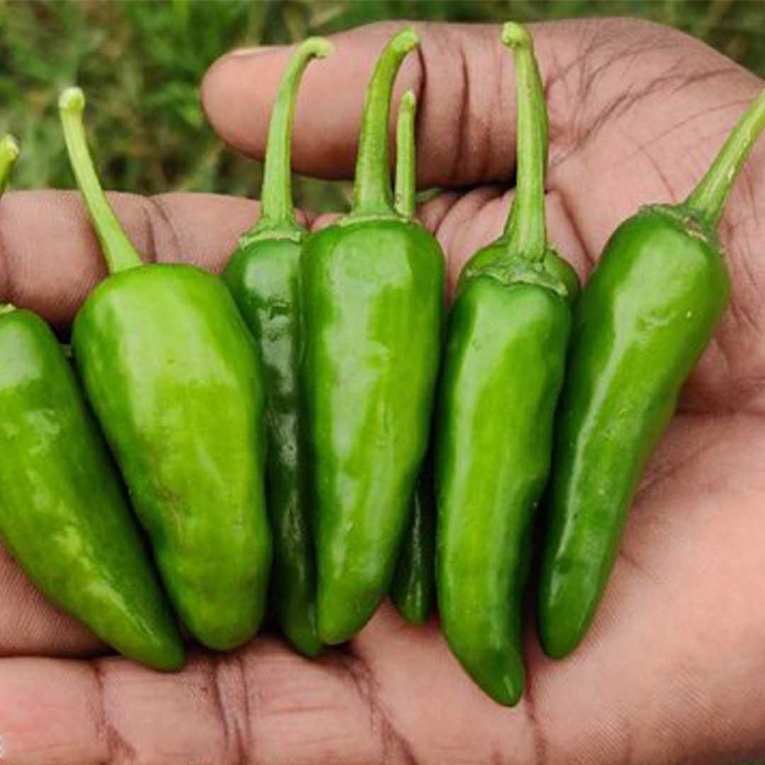 Hot Pepper Bullet F1 Hybrid Chilli Seeds