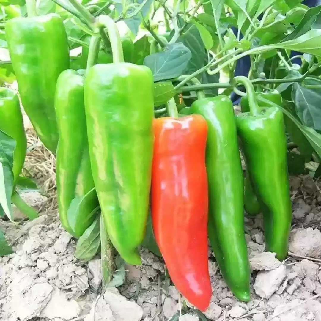 Hot Pepper Hybrid F1 Big Chilli Seeds