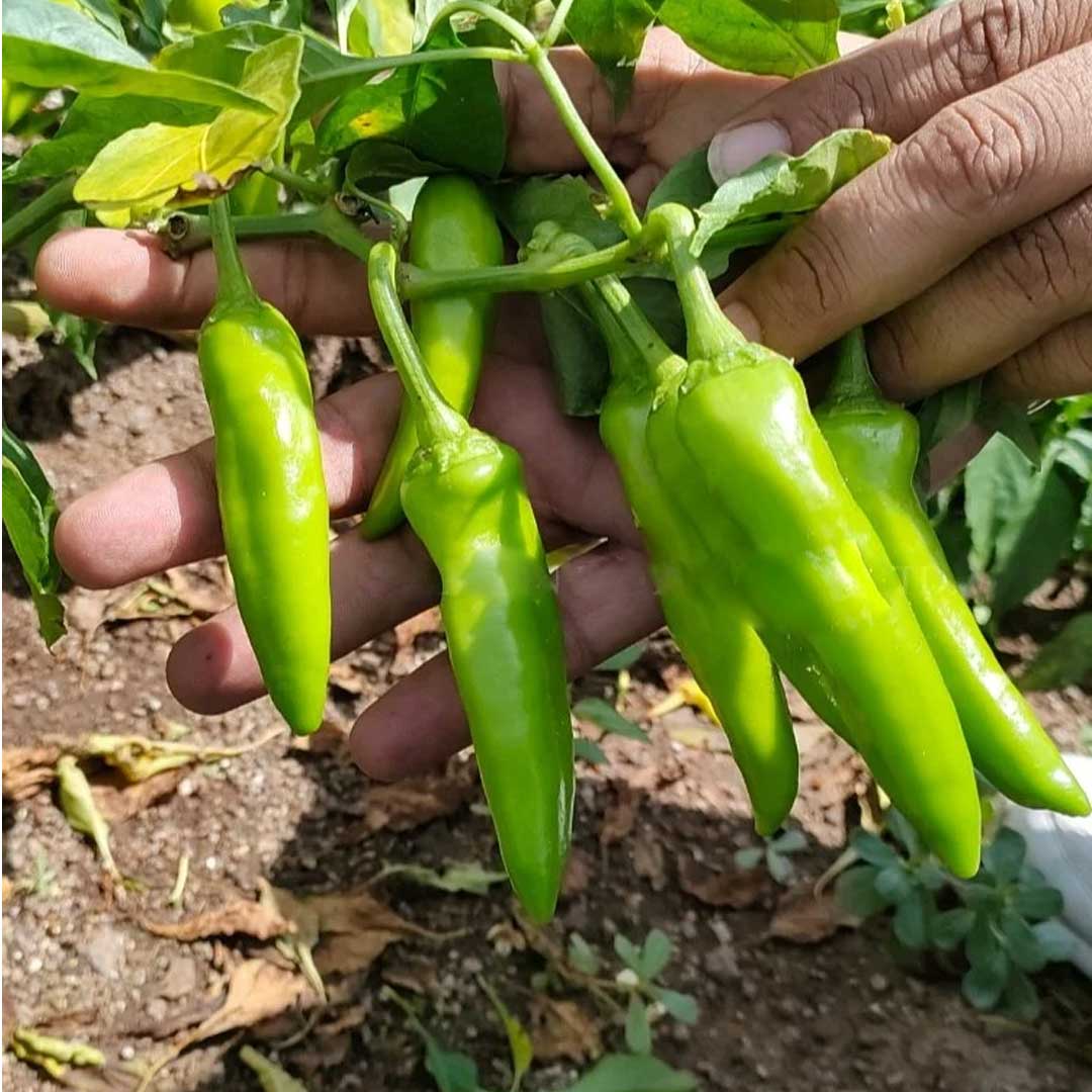 Hot Pepper Chilli Acchari F1 Hybrid Seeds