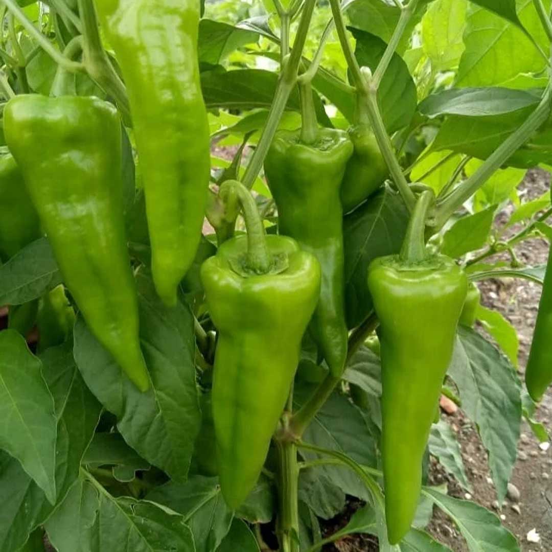 Hot Pepper Hybrid F1 Big Chilli Seeds