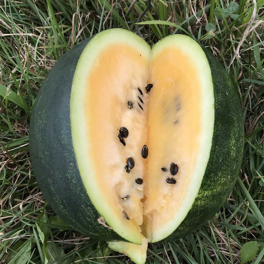 Watermelon F1 Orange Hybrid Seeds