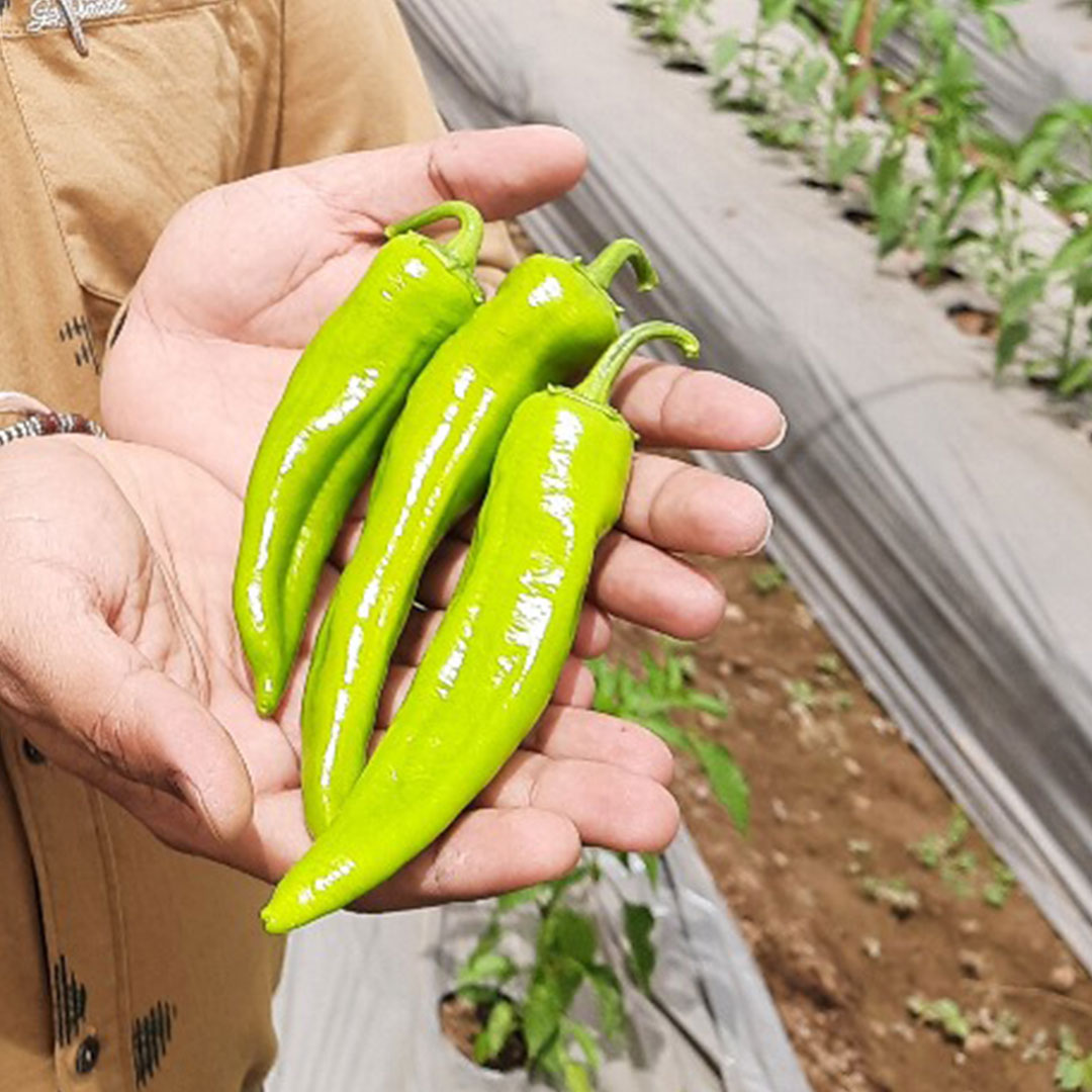 Hot Pepper Chilli Acchari F1 Hybrid Seeds 