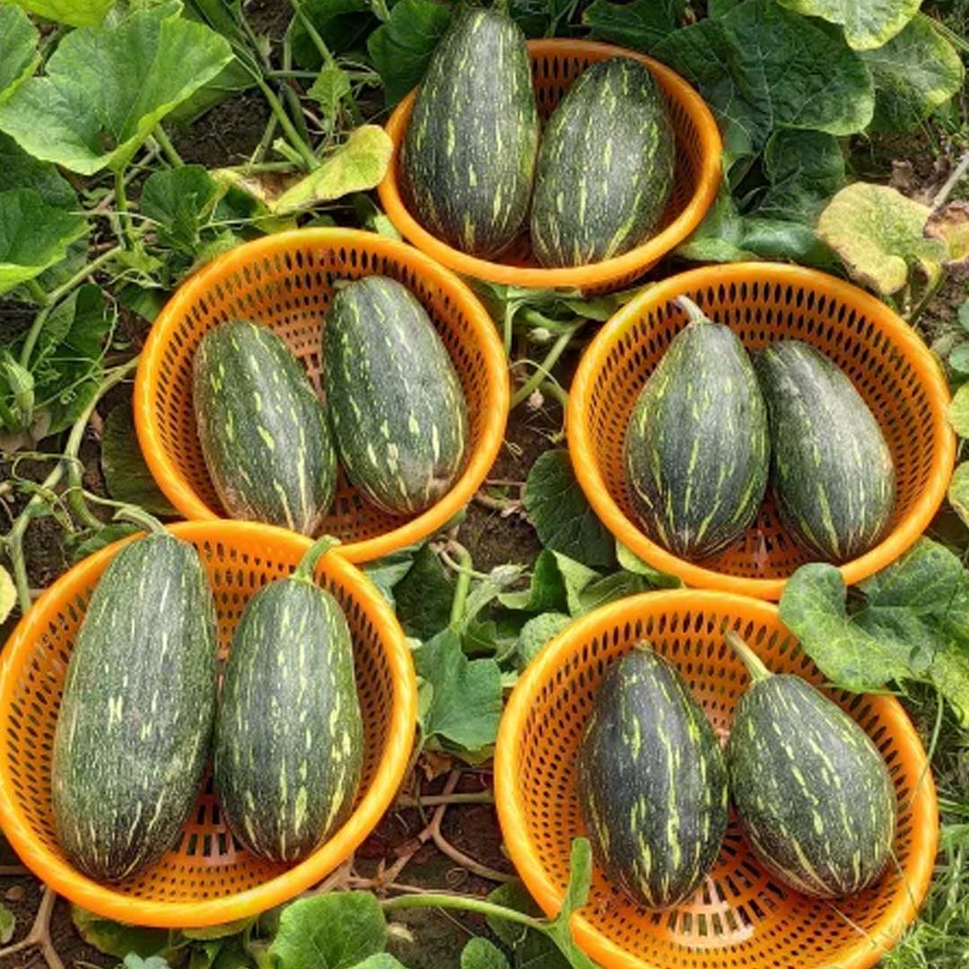 Pumpkin Lattu Oval Long F1 Hybrid Seeds