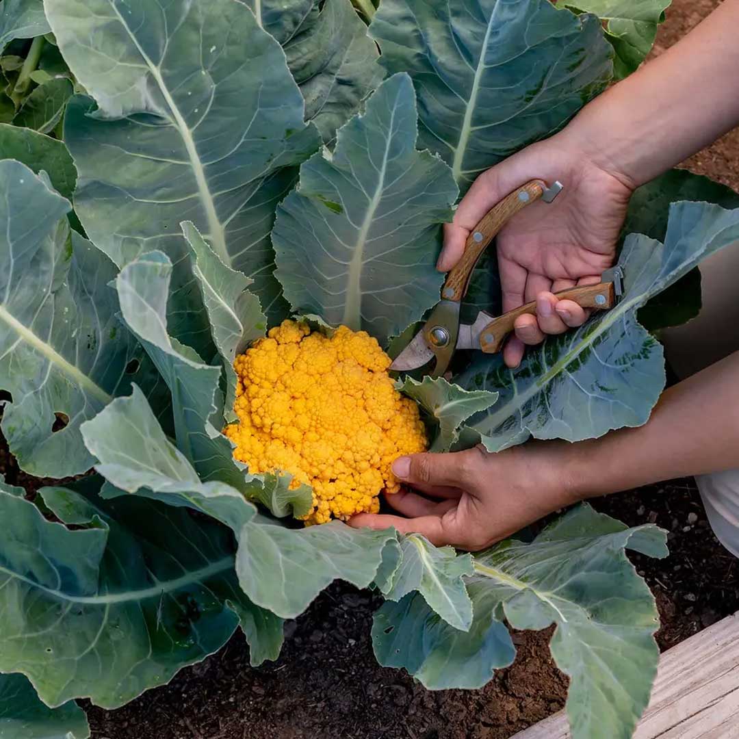 Yellow Cauliflower F1 Hybrid seeds