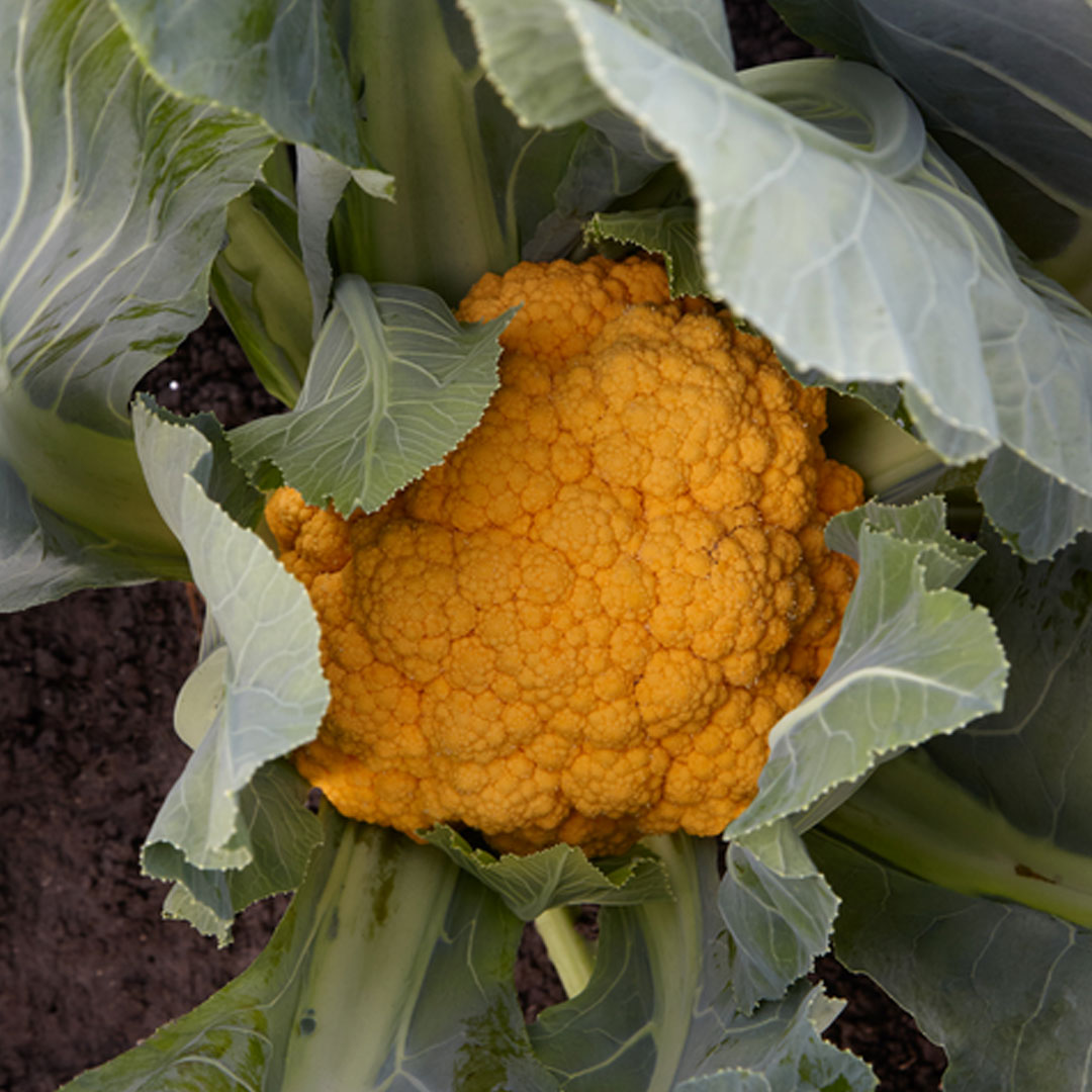 Yellow Cauliflower F1 Hybrid seeds