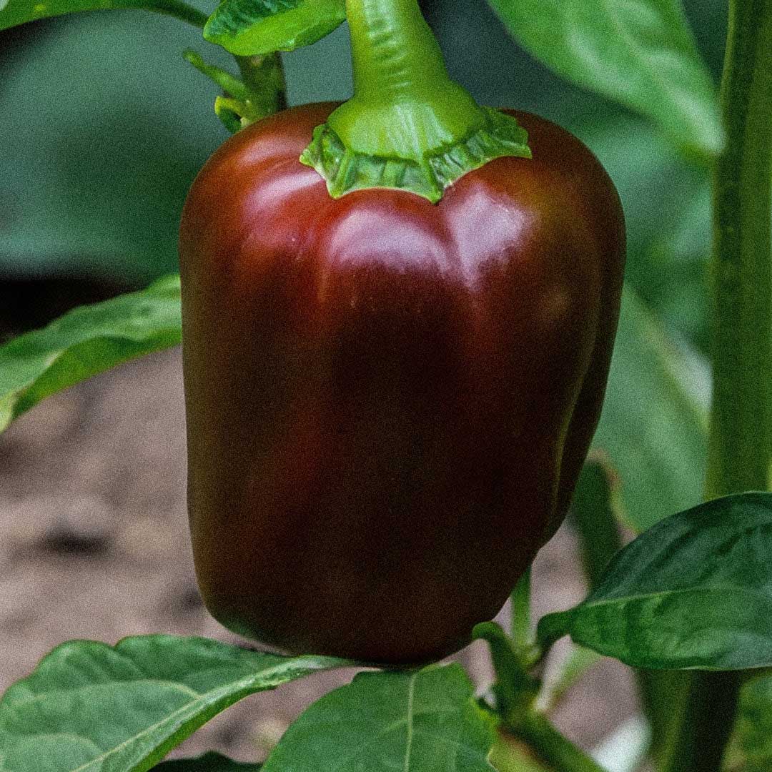 Capsicum Chocolate Wonder F1 Hybrid Seeds