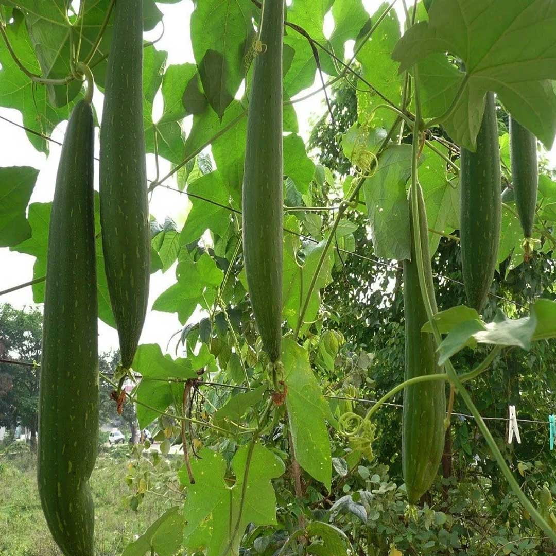 Sponge Gourd Green F1 Hybrid Seeds