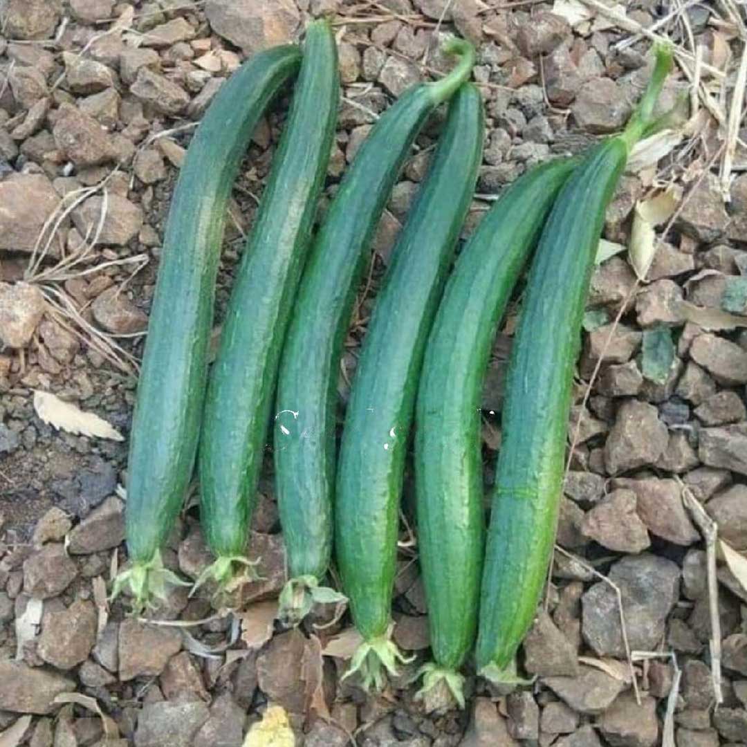 Sponge Gourd Green F1 Hybrid Seeds