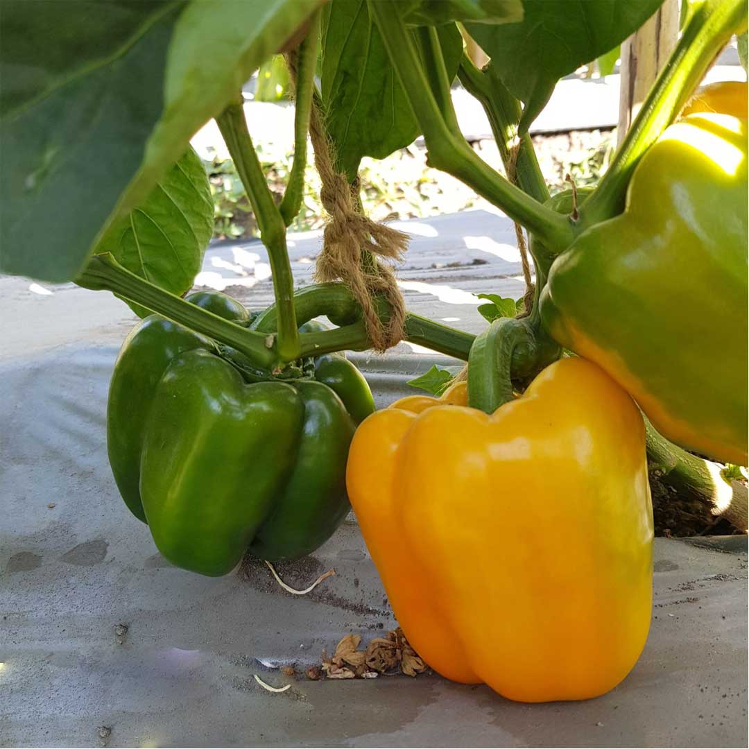 Capsicum Yellow Wonder F1 Hybrid Seeds