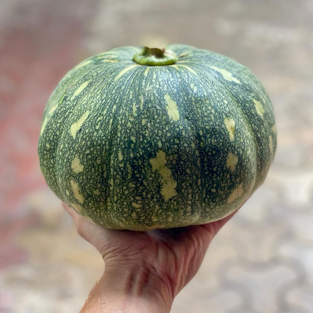 Pumpkin Big Mira F1 Hybrid Seeds