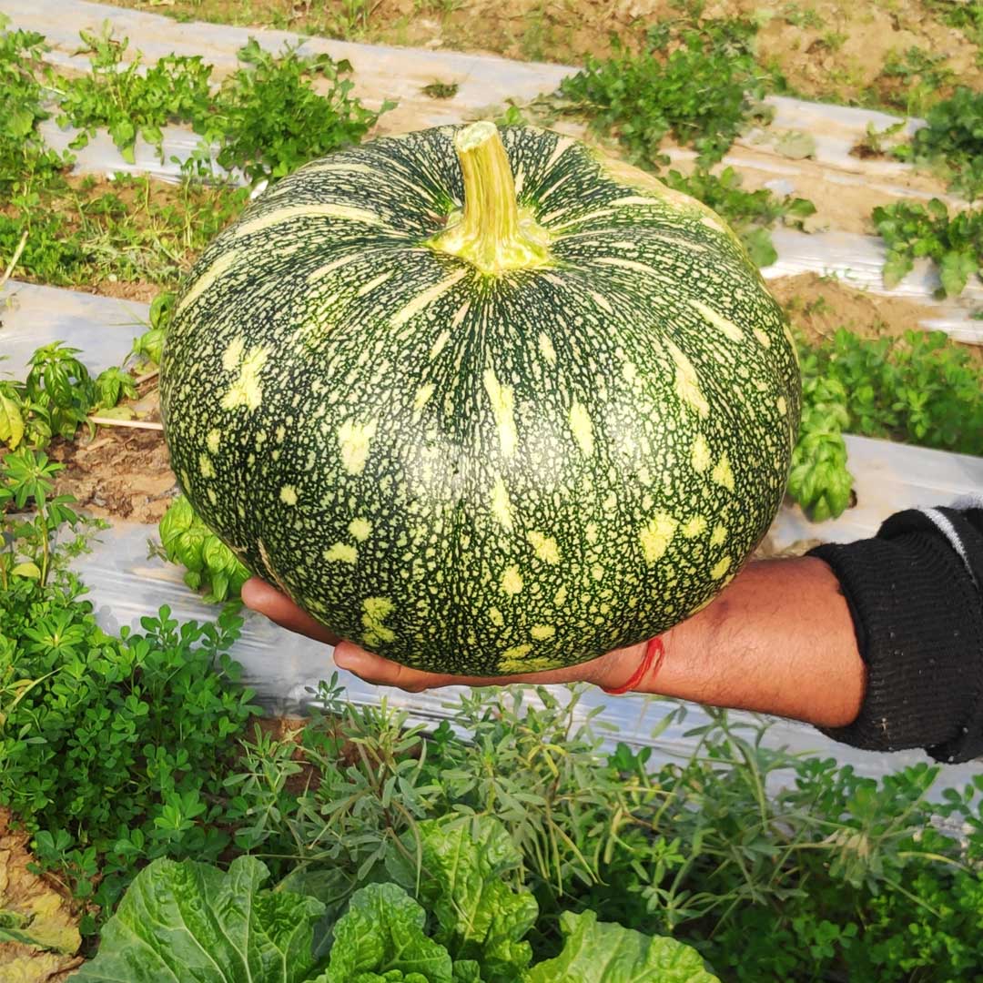 Pumpkin Big Mira F1 Hybrid Seeds