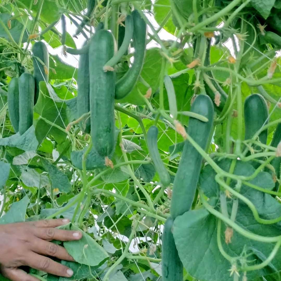 Cucumber Green Queen F1 Hybrid Seeds