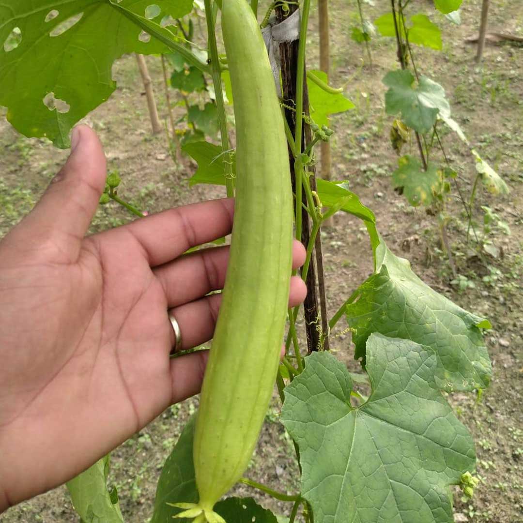 Sponge Gourd Light Green F1 Hybrid Seeds