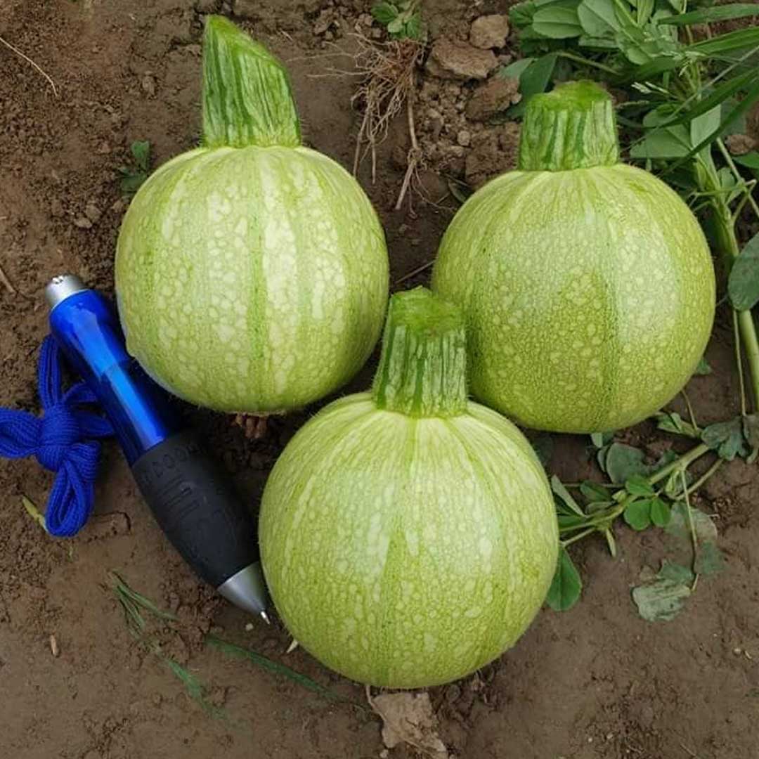 Summer Squash F1 Hybrid Seeds