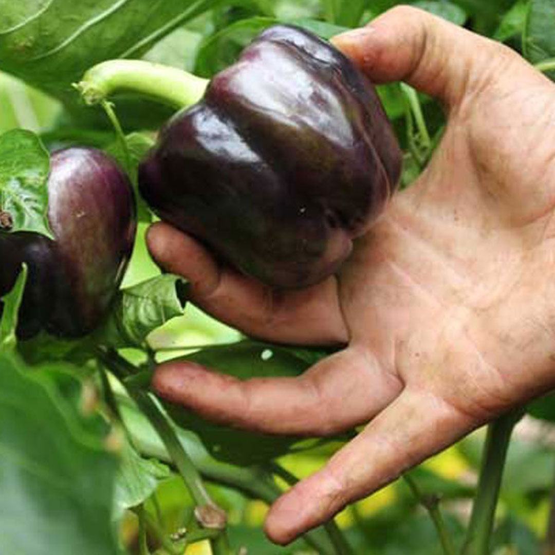 Capsicum Chocolate Wonder F1 Hybrid Seeds