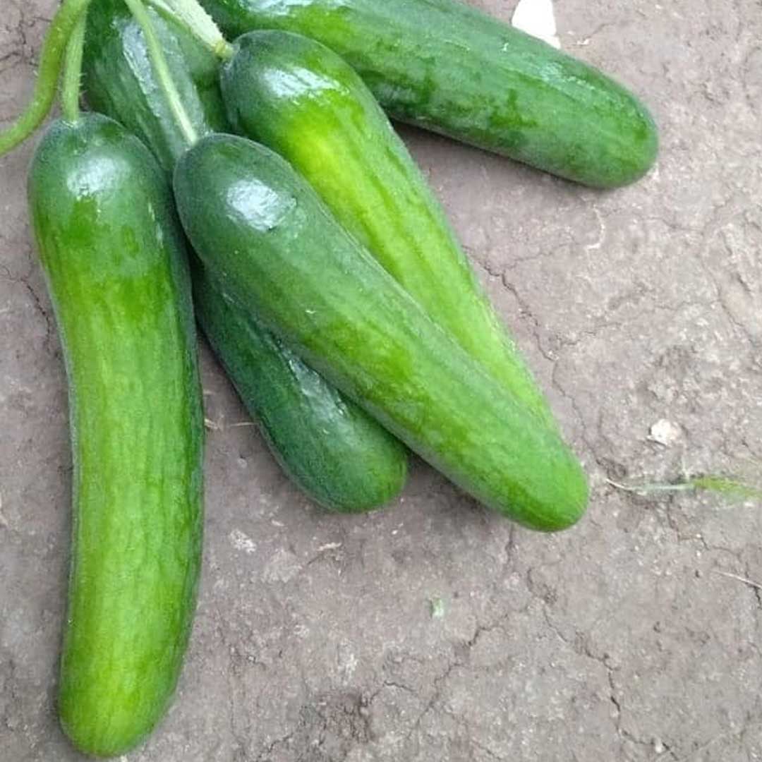 Cucumber Green Queen F1 Hybrid Seeds