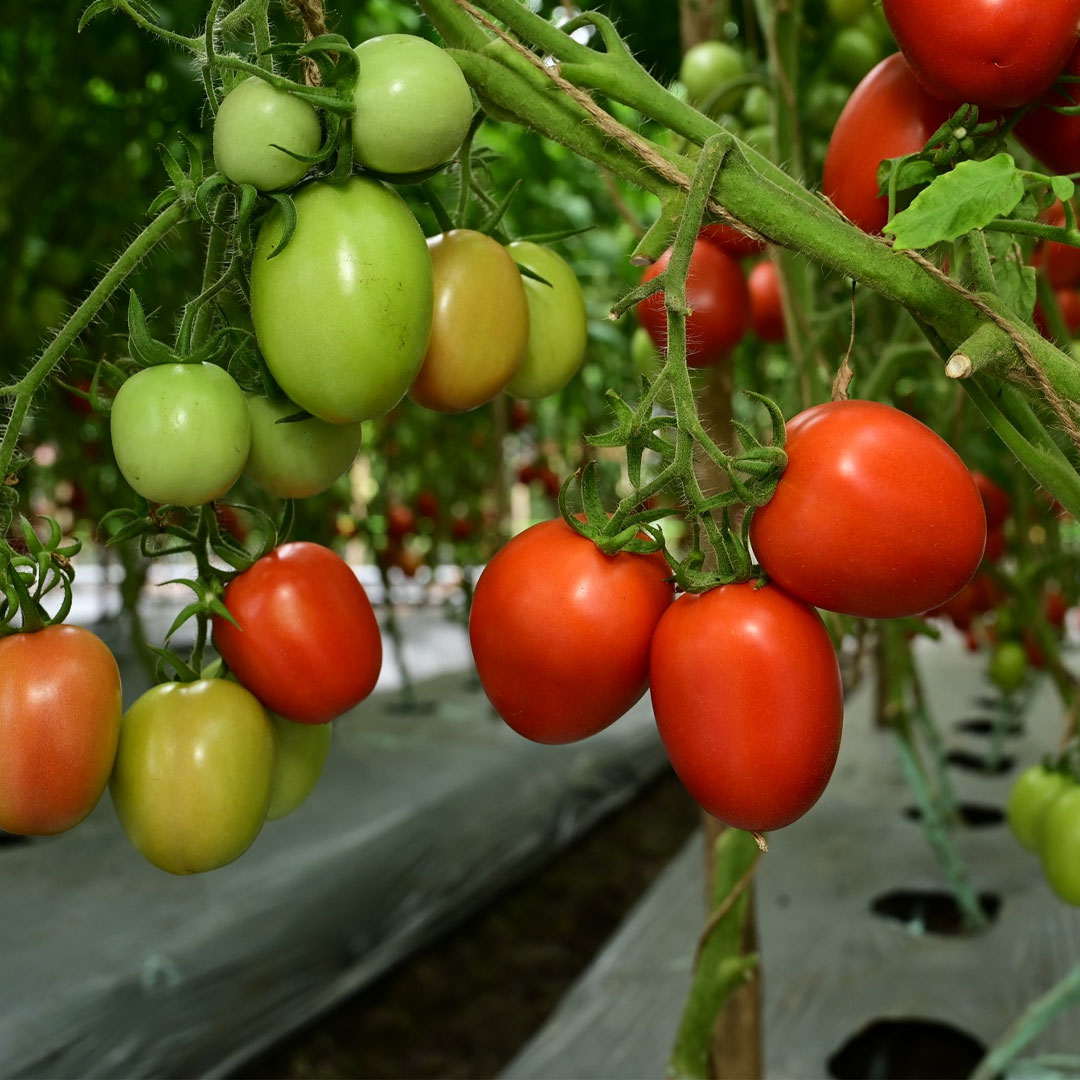 Tomato Red Oval Hybrid F1 Seeds