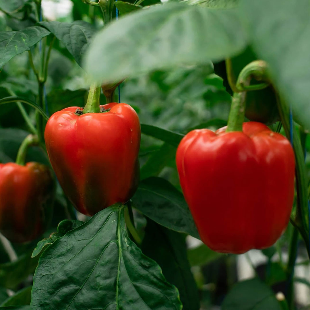 Capsicum Red Wonder F1 Hybrid Seeds