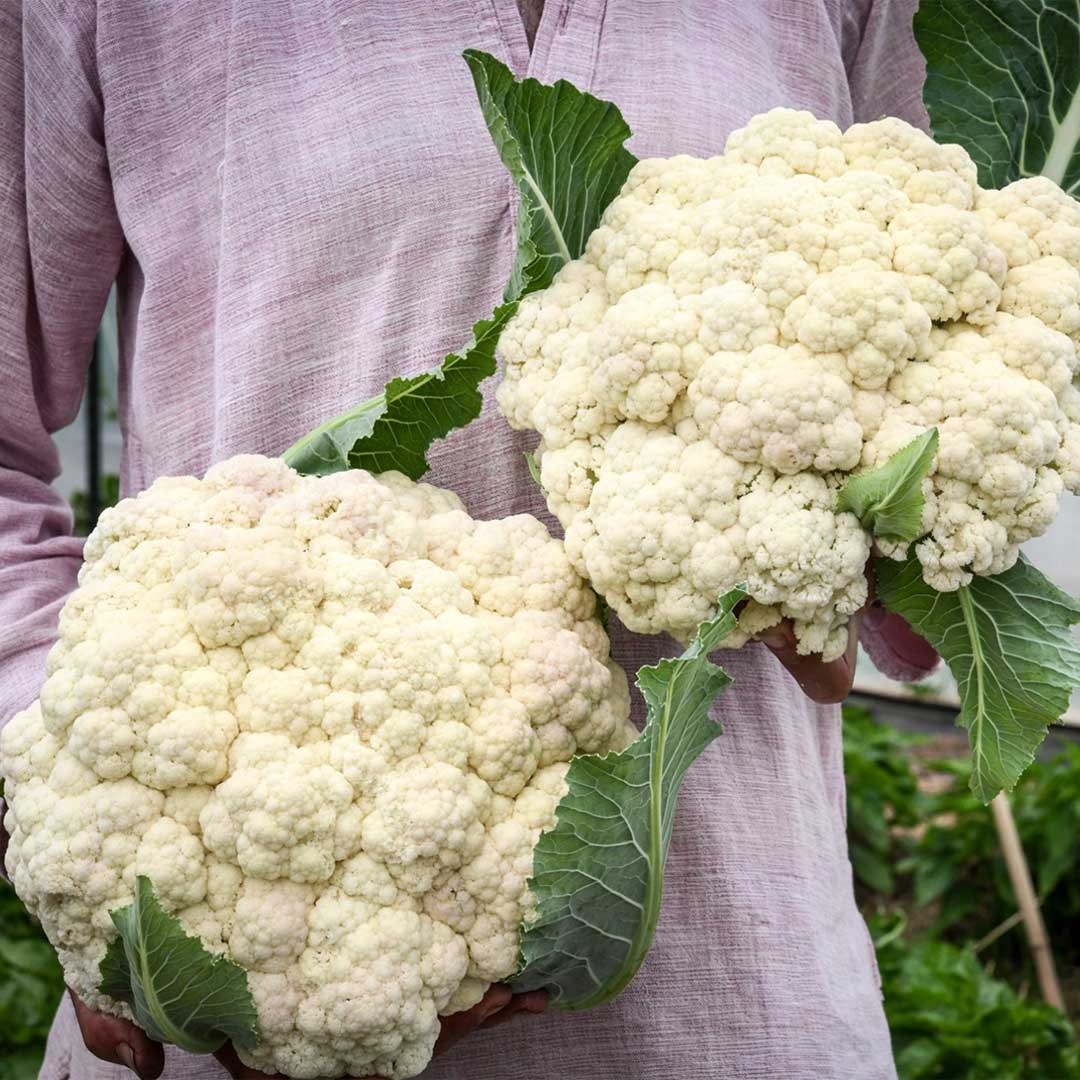 Cauliflower F1 Hybrid Seeds