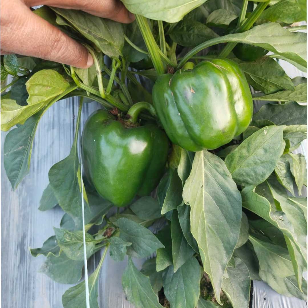 Capsicum Green Wonder Hybrid F1 Seeds