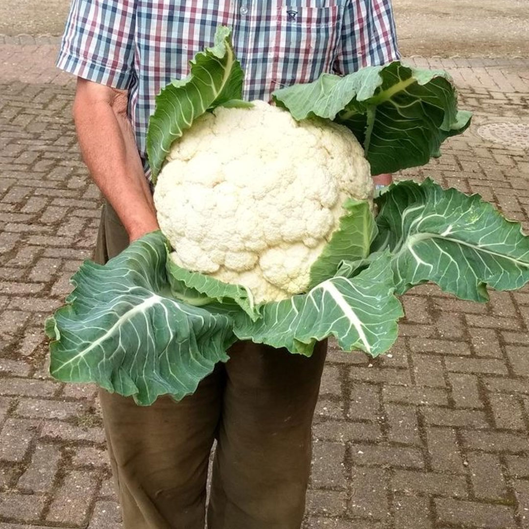 Cauliflower F1 Hybrid Seeds