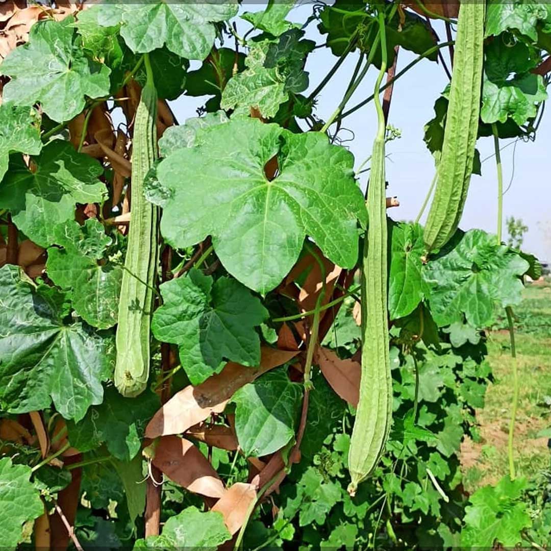 Ridge Gourd Hybrid F1 Seeds