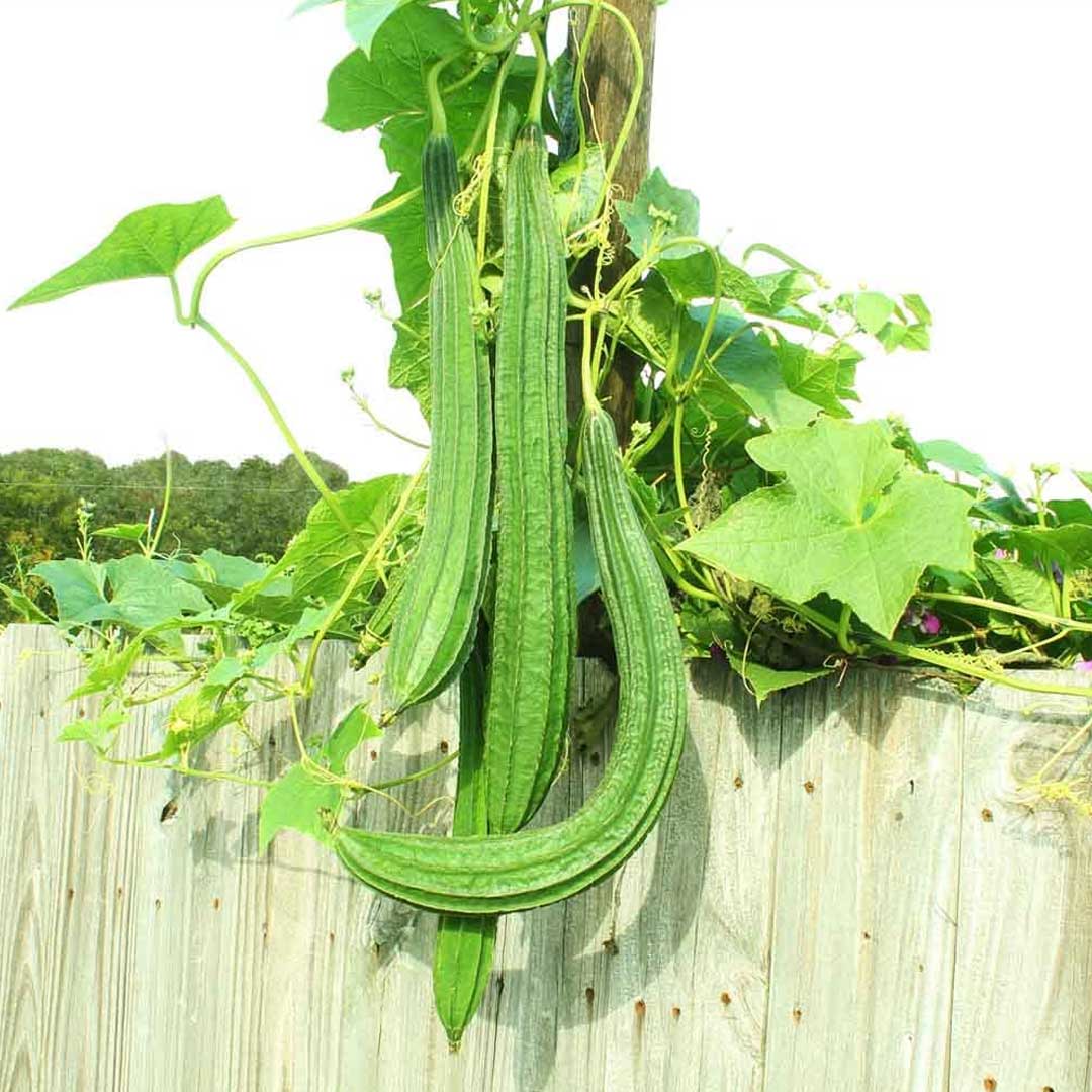 Ridge Gourd Hybrid F1 Seeds