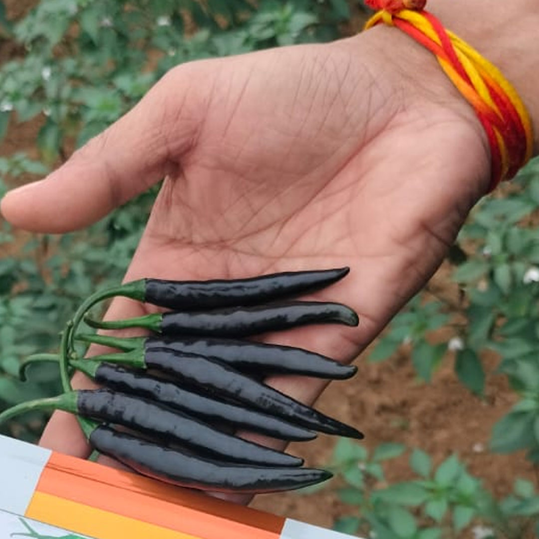 Black Long Hybrid F1 Chilli Hot Pepper Seeds