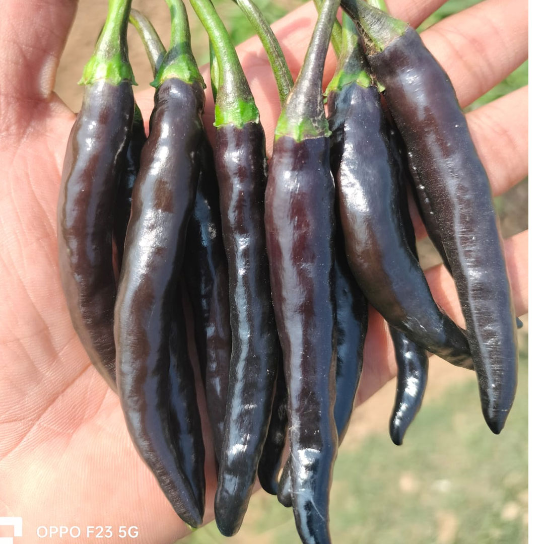 Black Long Hybrid F1 Chilli Hot Pepper Seeds