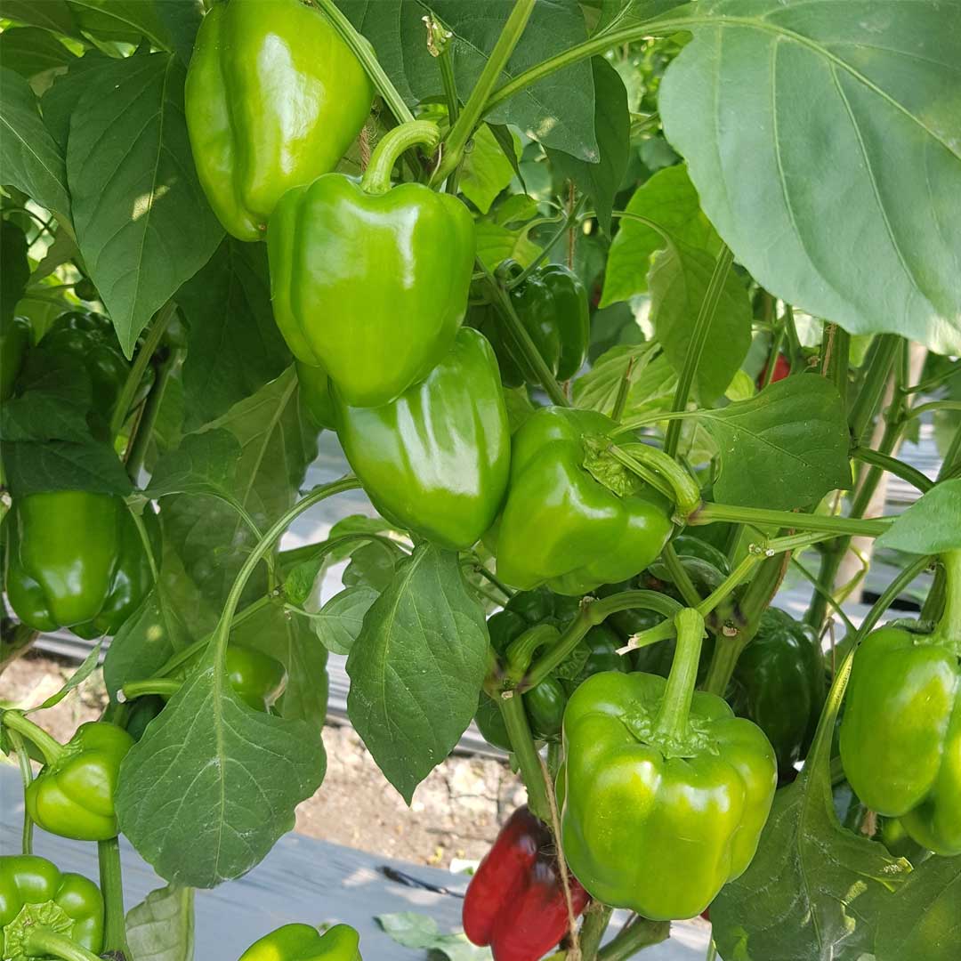 Capsicum Green Wonder Hybrid F1 Seeds