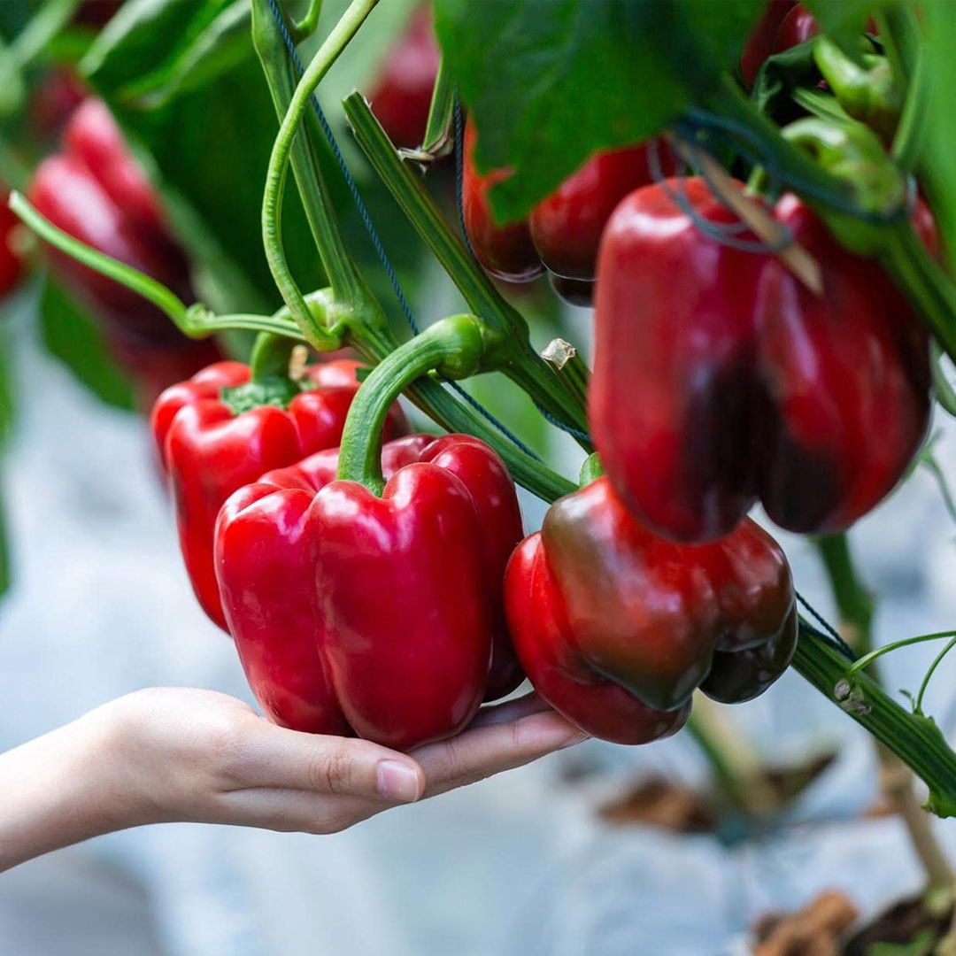 Capsicum Red Wonder F1 Hybrid Seeds