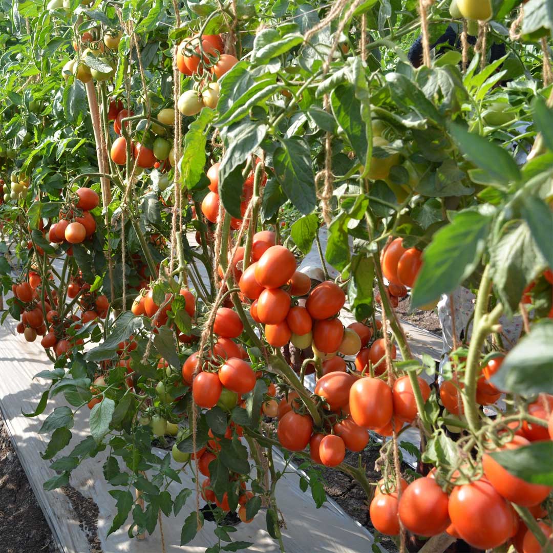 Tomato Red Oval Hybrid F1 Seeds