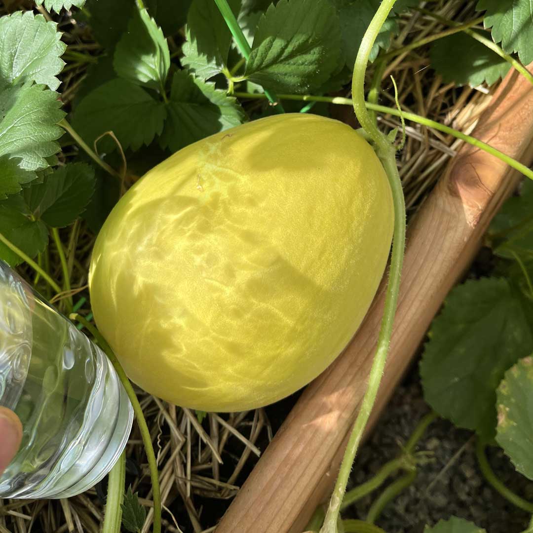 Musk Melon Yellow F1 Seeds