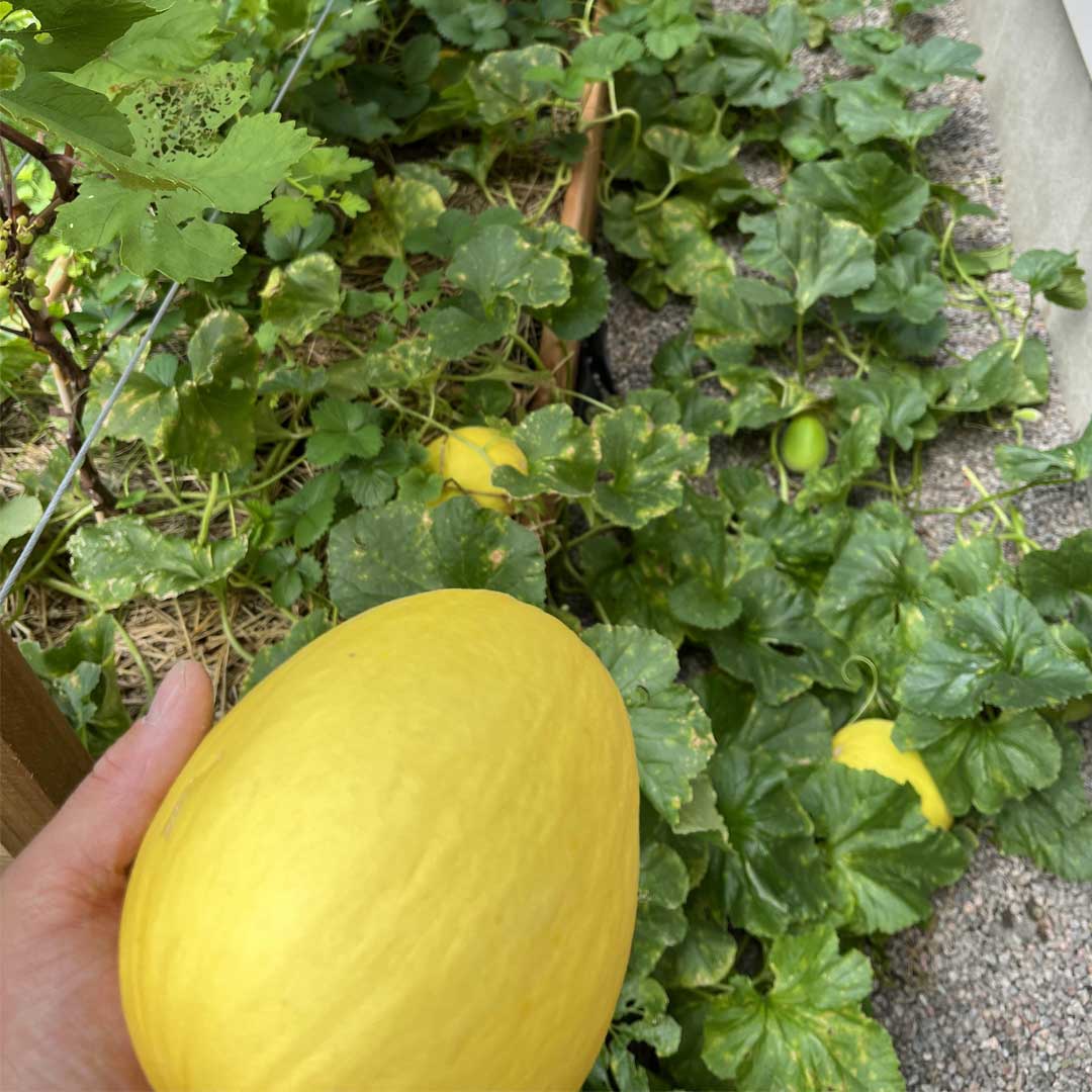 Musk Melon Yellow F1 Seeds