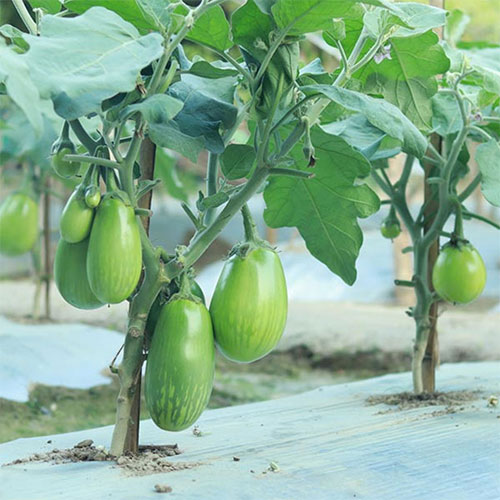 Brinjal Green Oblong Hybrid F1 Seeds