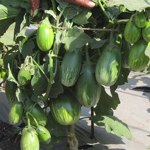 Brinjal Green Oblong Hybrid F1 Seeds